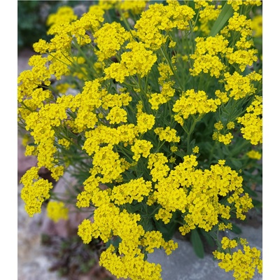Tarica - Alyssum saxatile - Gold dust - semiačka - 150 ks