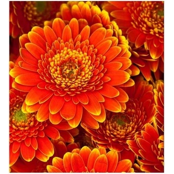 DIMEX ART s. r. o Флизелинов фототапет гербери 225 x 250 см