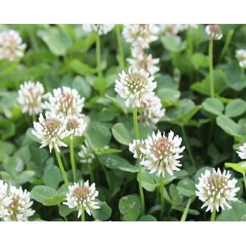 Semená mikroďateliny Euromic biela malolistá mikroďatelina 100 g