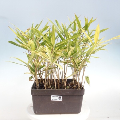 e-bonsai Venkovní bonsai - Sasaella masamuneana Albostriata - Bambus panašovaný