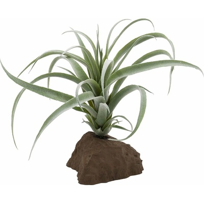 Lucky Reptile Tillandsia 20 cm