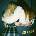 Wet Leg - Wet Leg (LP) (887828049615)