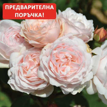 Delbard® Роза Vichy®