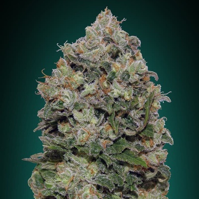 00 Seeds Bank Northern Lights semienka neobsahujú THC 3 ks