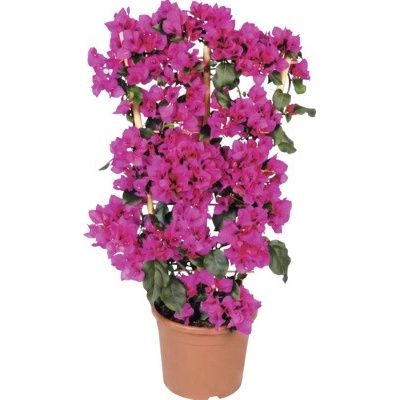 Bugenvilea na špalíru FloraSelf Bougainvillea 'Sanderiana' celková výška cca 70 cm květináč Ø 21 cm