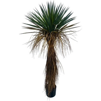 Bizzotto Yucca rostrata РАСТЕНИЕ С ВАЗА h120 (0173143)