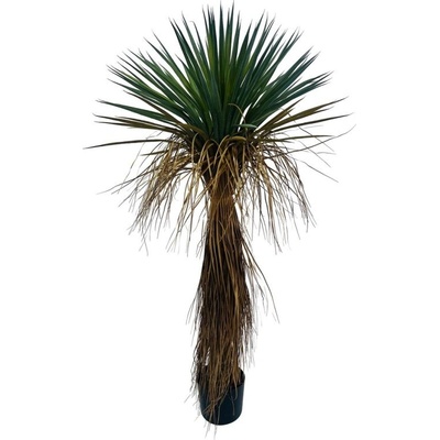 Bizzotto Yucca rostrata РАСТЕНИЕ С ВАЗА h120 (0173143)