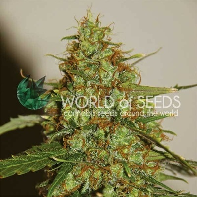 World of Seeds Wild Thailand Ryder Auto semienka neobsahujú THC 12 ks