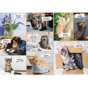 Nathan - Puzzle Cats Foolishness - 1 500 piese