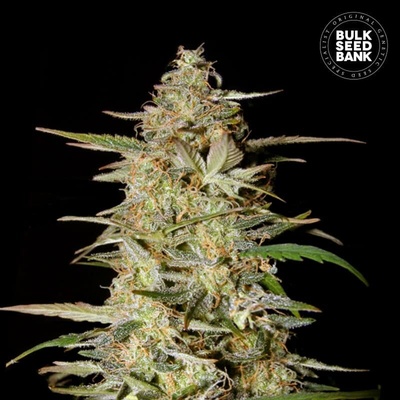 Bulk Seed Bank Auto Hindu Kush semienka neobsahujú THC 100 ks