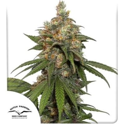 Dutch Passion Hifi 4G semena neobsahují THC 10 ks