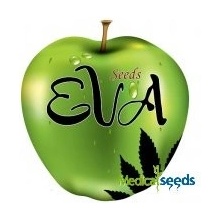 Eva Seeds Only CBD 1:20 semena neobsahují THC 6 ks