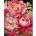 Ideyka Painting by numbers- Floral inspiration 40x50cm