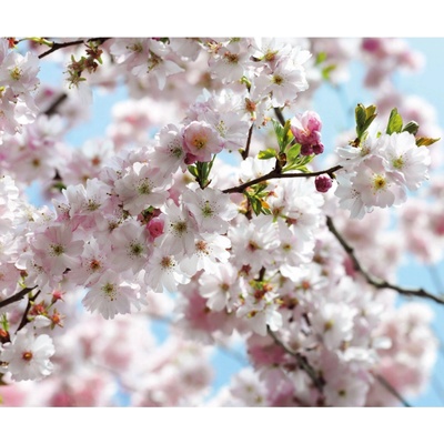 Komar Vliesová fototapeta Spring rozměry 300 x 250 cm