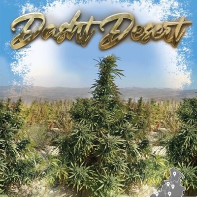 Landrace Warden Dasht Desert regular semienka neobsahujú THC 10 ks