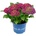 Royalty Collection® Ningbo Purple Royalty Collection® Хортензия macrophylla