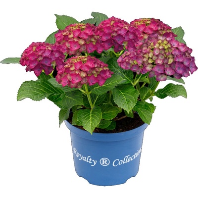 Royalty Collection® Ningbo Purple Royalty Collection® Хортензия macrophylla