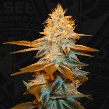 T.H. Seeds Strawberry Glue semena neobsahuji THC 2 ks