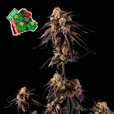 SEEDSMAN Peyote Gorilla semienka neobsahujú THC 10 ks