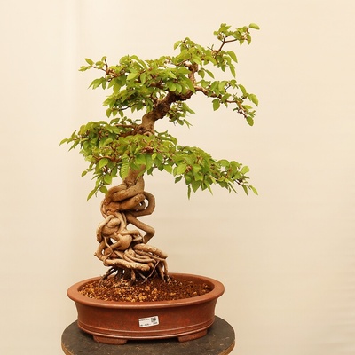 e-bonsai Venkovní bonsai -Carpinus Coreana - Habr korejský