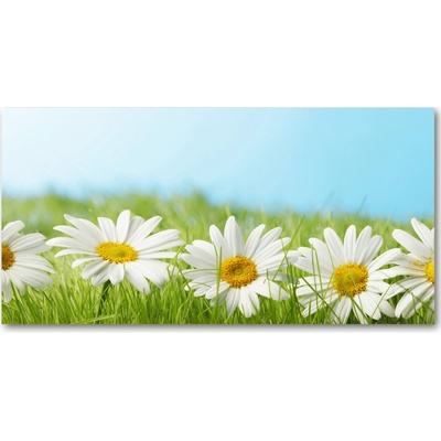 Foto obraz sklo tvrzené sedmokrásky 100x50 cm