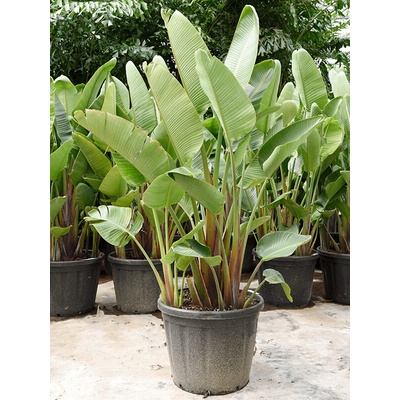 Strelitzia nicolai tuft 60x220 cm
