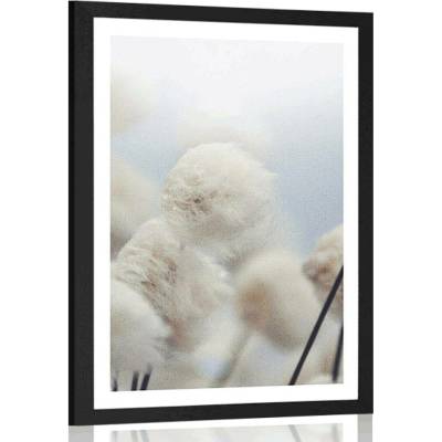 Plakát s paspartou arktické květiny bavlny - 20x30 white