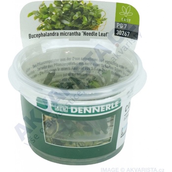 Bucephalandra micrantha Needle Leaf