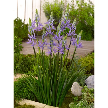 Ladoník 'Caerulea' 1 ks
