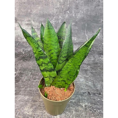 Sansevieria zeylanica ‘Fan’ pankáč 9 cm