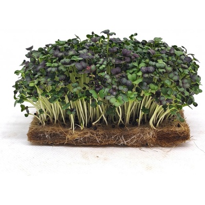 Tiny Greens Červený Pak Choi Hong BIO semínka na klíčení a 100 g