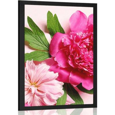 Plakát pivoňky v růžové barvě - 20x30 black
