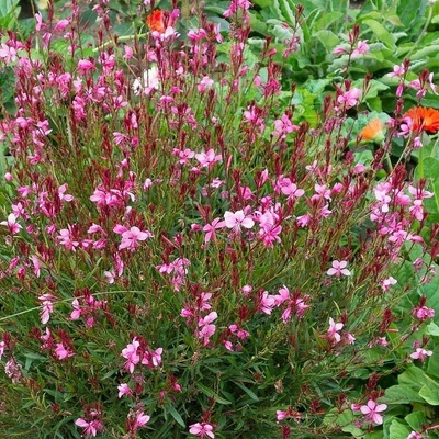 GREENBOSS FLOWER Svíčkovec 'Gambit Rose Bicolor' Průměr květináče: 9 až 12 cm