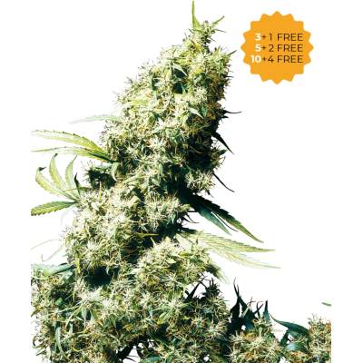 Sensi Seeds Jamaican Pearl semienka neobsahujú THC 5 ks