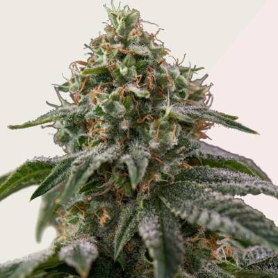 Kera Seeds Royal Queen Diamond semena neobsahují THC 1 ks
