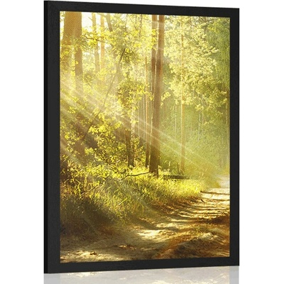 Plakát s paspartou sluneční paprsky v lese - 40x60 no frame