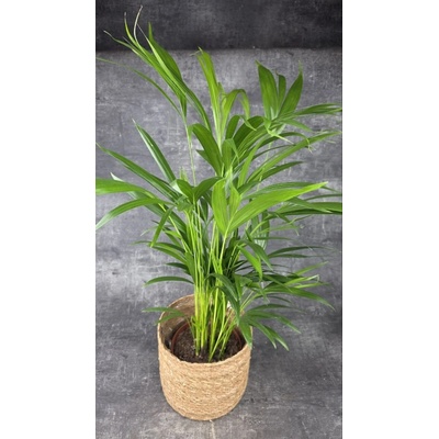 Dypsis Lutescens 17 cm
