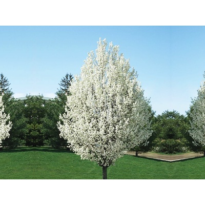 Okrasná hruška Chanticleer 250-300 cm rozvetvená, kont. 25 l