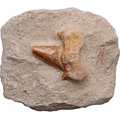 Nefertitis Žraločí zub v matečné hornině NF35245 - cca 4 - 6 cm