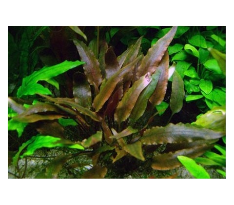 Cryptocoryne walkerii