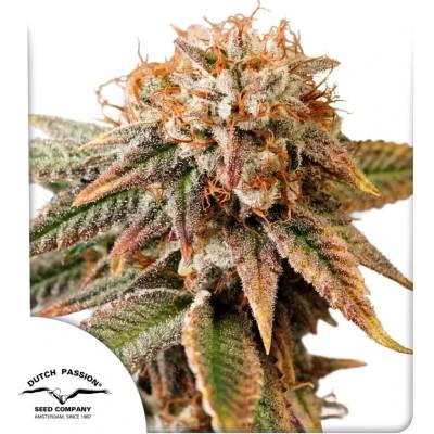 Dutch Passion Auto Kingston Punch semienka neobsahujú THC 3 ks