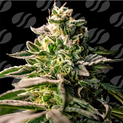 Original Sensible Seeds Zingatsu semena neobsahjí THC 1 ks