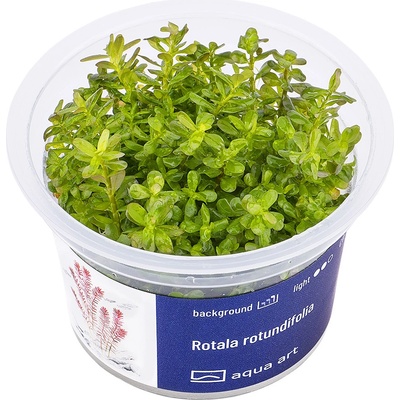 Rotala rotundifolia - Kolovka okrouhlolistá