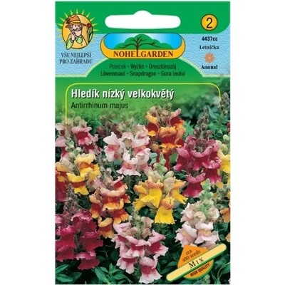 Nohel Garden Hľadík väčší nízky veľkokvetý, zmes