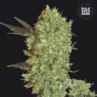 Bulk Seed Bank Marleys Bud semienka neobsahujú THC 100 ks