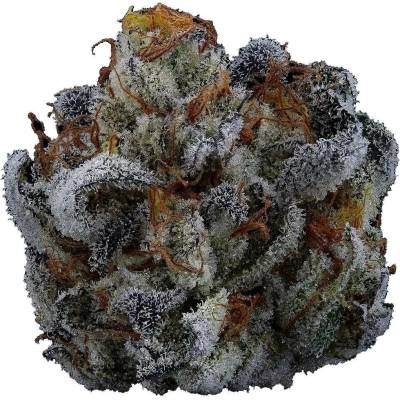 Highbreed Seeds Gary Rainbow Road Auto semena neobsahují THC 2 ks