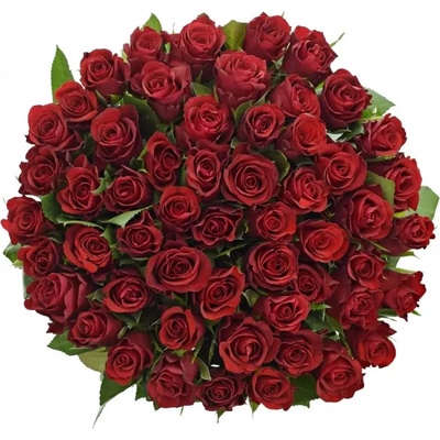 Kytice 55 červených růží RED RIBBON 50cm