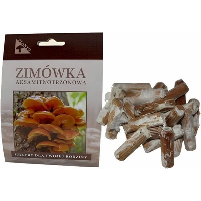 PLANTO Penízovka sametonohá Flammulina velutipes 20 ks podhoubí na kolících PO-PES-20 KS