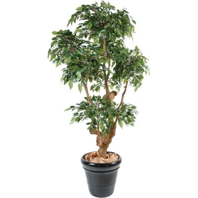 Luxusní umělý strom Ficus Natasja 5 korun, 170cm