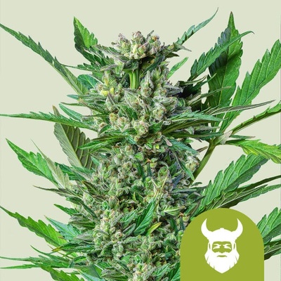 Royal Queen Seeds Royal Dwarf Auto semienka neobsahujú THC 100 ks